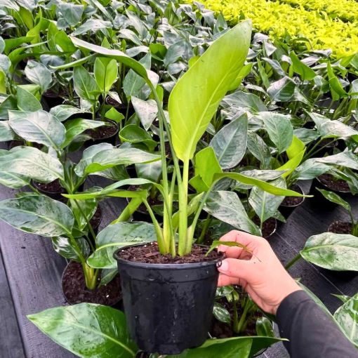 Picture of Strelitzia White Bird 6"