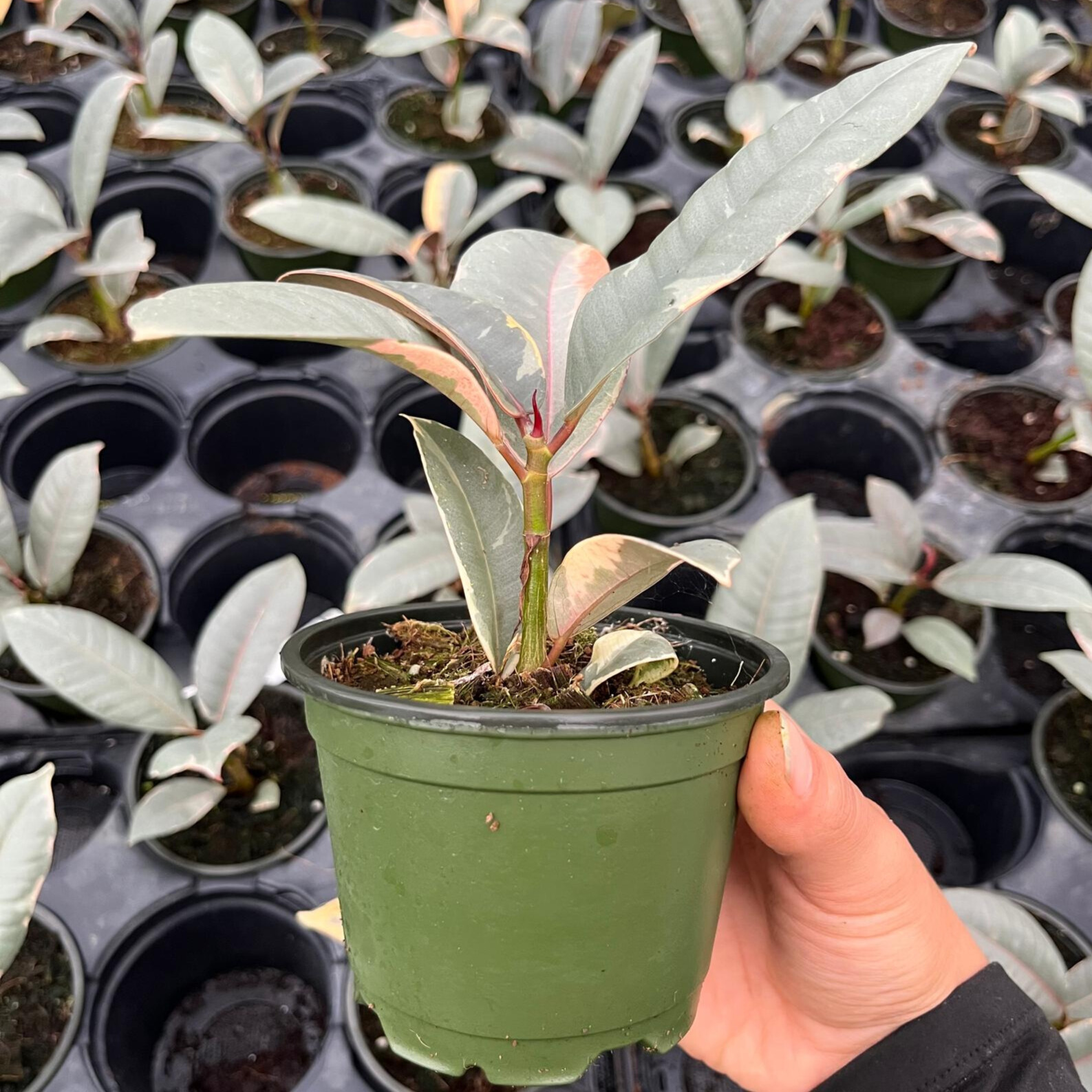 Ficus Ruby 4
