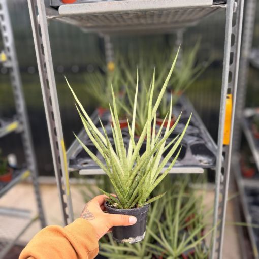 Picture of Sansevieria Bacularis 'Mikado' 4"