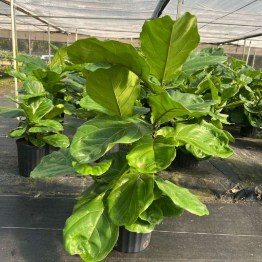 Picture of Ficus Lyrata 8"