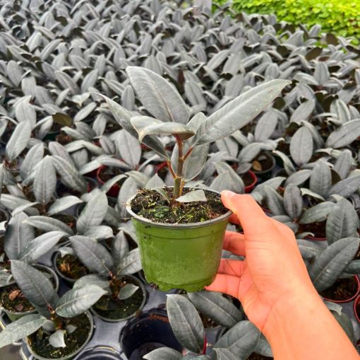 Picture of Ficus Burgundy 4"