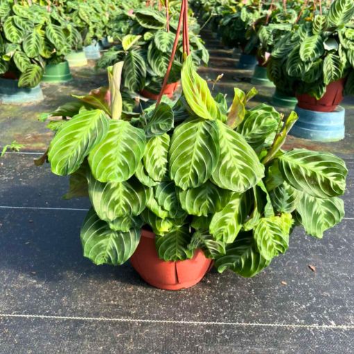 Picture of Maranta Cat Moustache 8"