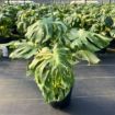 Picture of Monstera Thai Constellation 10"