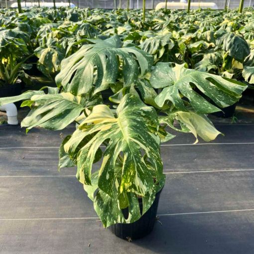 Picture of Monstera Thai Constellation 10"