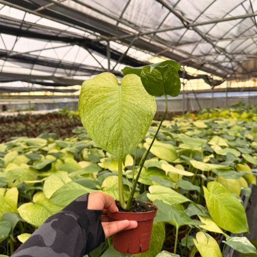 Picture of Monstera White Monster 4"