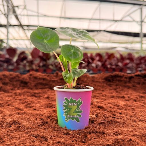 Picture of Alocasia Ivory Coast 2"