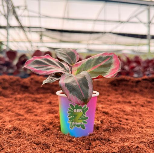 Picture of Calathea Black Rose 2"