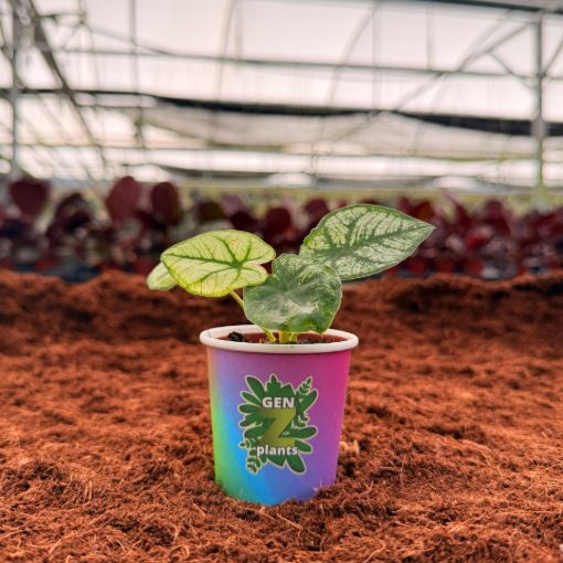 Picture of Caladium Matcha 2"