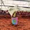 Picture of Alocasia Frydek Varigated 2"