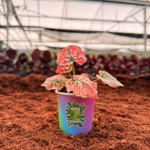 Picture of Caladium Wedding Dress 2"