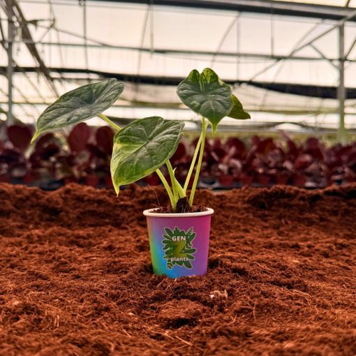 Picture of Alocasia Dragon Scale Albo Variegated 2"