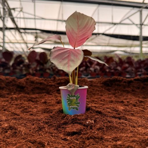 Picture of Calathea Silver Plate 2"