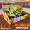 Picture of BEBOLD 2" Plants