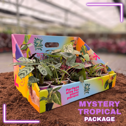 Picture of MYSTERY TROPICAL PACKAGE 2" Plants