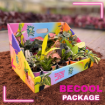 Picture of BECOOL 2" Plants
