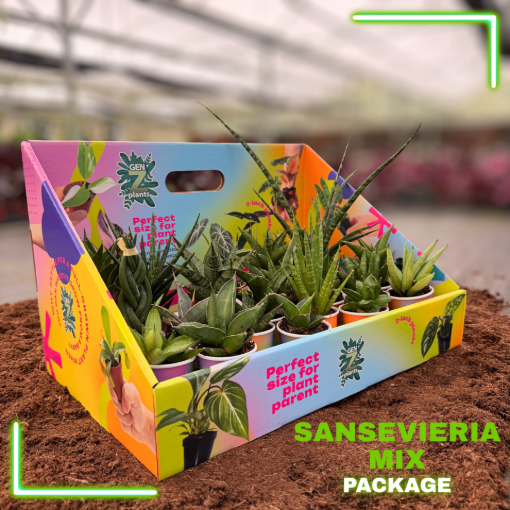 Picture of SANSEVIERIA MIX PACKAGE 2" Plants