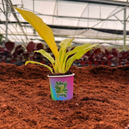 Picture of Philodendron Golden Crocodile 2"