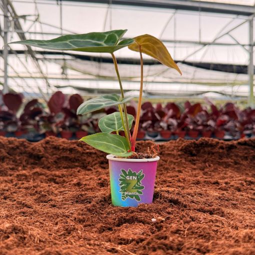 Picture of Anthurium Regal Hybrid 2"