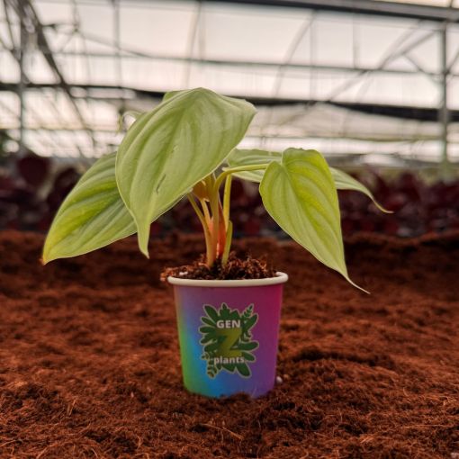 Picture of Philodendron Pastazanum Silver 2"