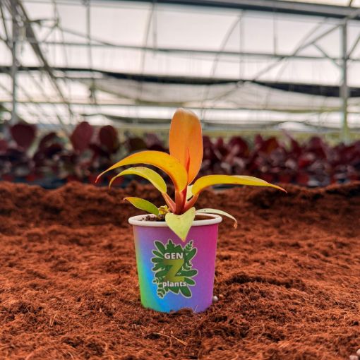 Picture of Philodendron Sun Red 2"