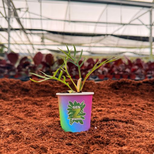 Picture of Philodendron Tortum 2"