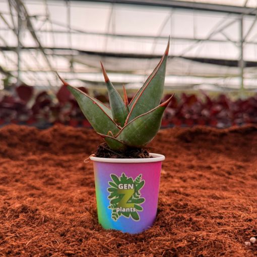 Picture of Sansevieria Pinguicola 2"