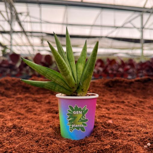 Picture of Sansevieria Yellow Tip 2"