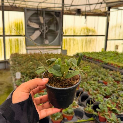 Picture of Hoya Rotundifolia 4"