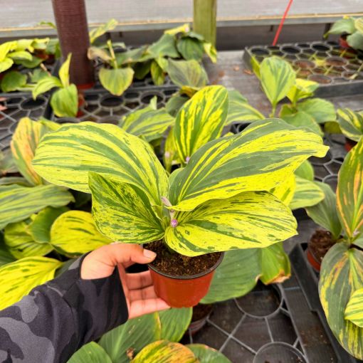 Picture of Kaempferia ‘Cobra Lime’ 4"