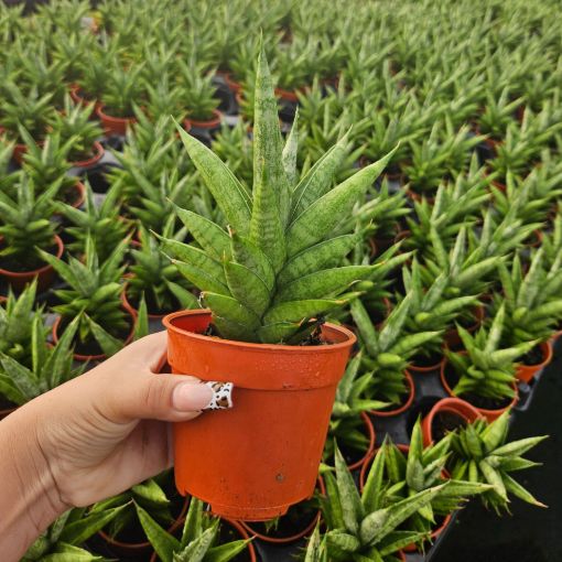 Picture of Sansevieria Green Tower 4"