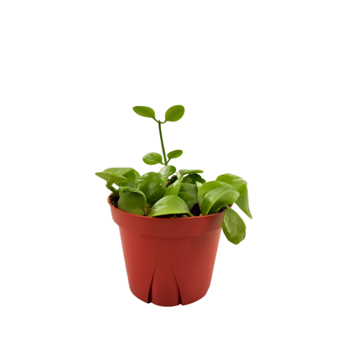 Picture of Dischidia Imbricata 4"