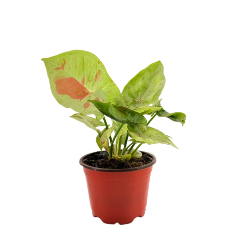 Picture of Syngonium Confetti 4"