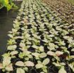 Picture of Syngonium Confetti 4"