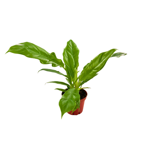 Picture of Philodendron Narrow Escape 4"