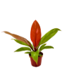 Picture of Philodendron Prince of Orange 4"