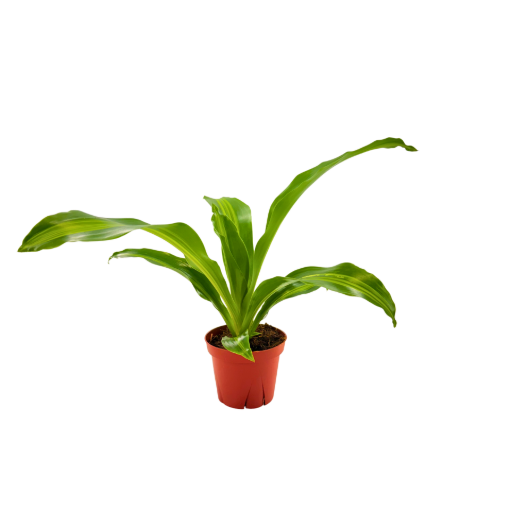 Picture of Dracaena Marley 4"