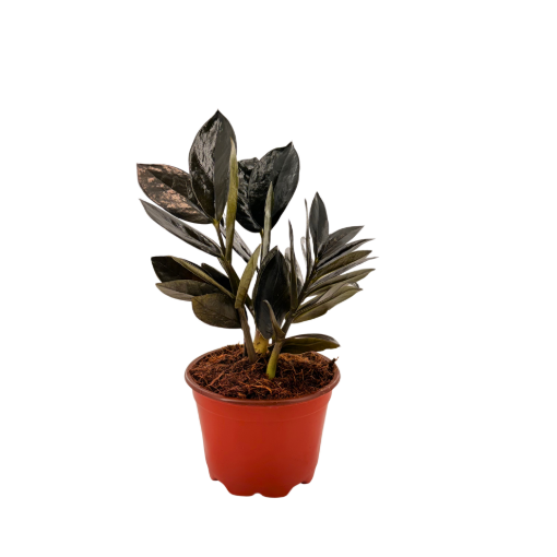 Picture of Zamioculcas Black Queen ZZ 4"