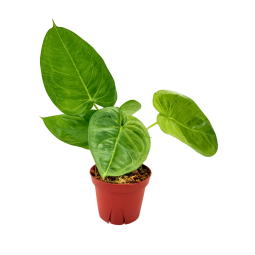 Picture of Syngonium Ice Frost 4"