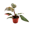 Picture of Philodendron Pink Princess 4"