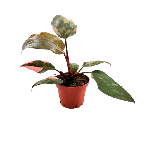 Picture of Philodendron Pink Princess 4"