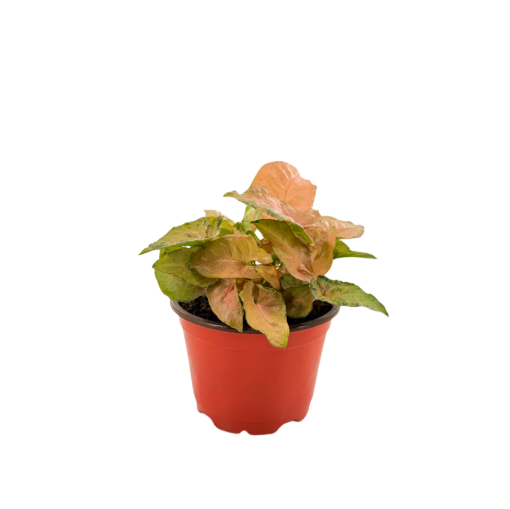 Picture of Syngonium Pink Perfection 4"