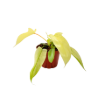 Picture of Philodendron Ghost Mint 4"