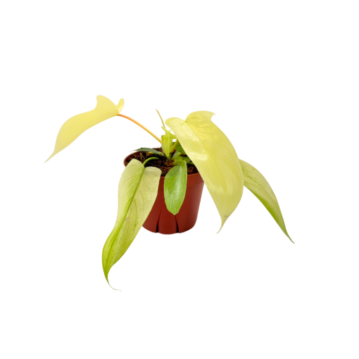 Picture of Philodendron Ghost Mint 4"