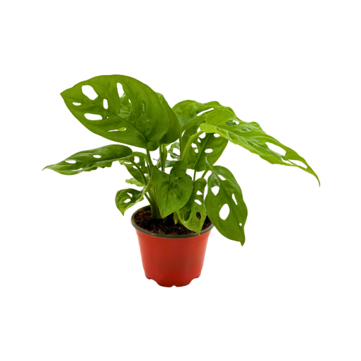 Picture of Monstera Swiss Cheese 4"