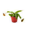 Picture of Nepenthes Gaya 4"
