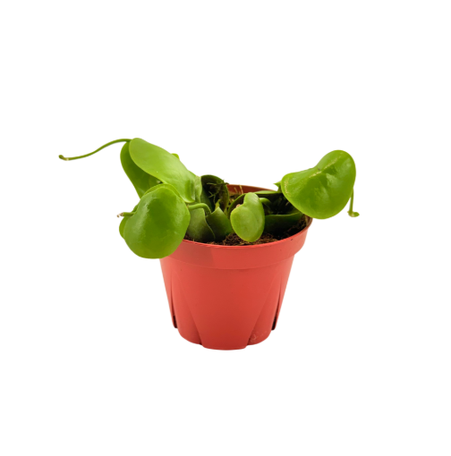 Picture of Dischidia Platyphylla 4"