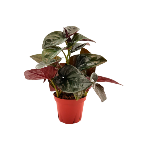 Picture of Syngonium Red Arrow 4"