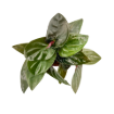 Picture of Syngonium Red Arrow 4"