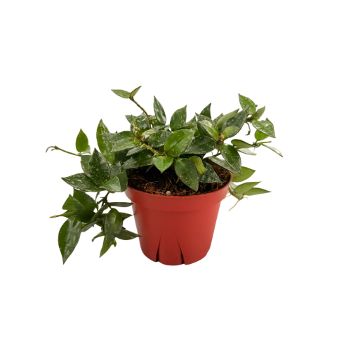 Picture of Hoya krohniana Silver Splash 4"