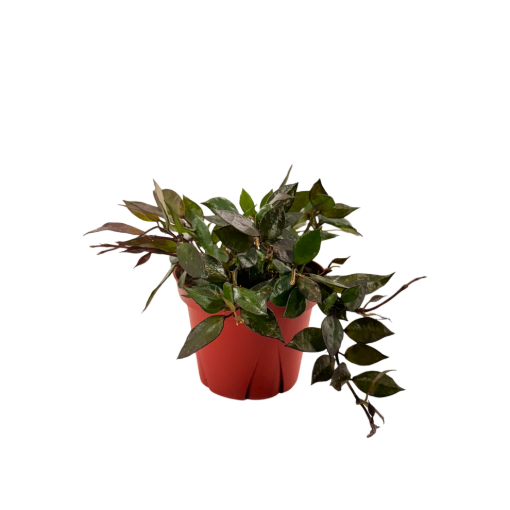 Picture of Hoya Krohniana Black 4"